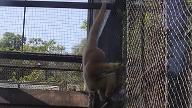 动物园小动物实拍猴子视频的预览图